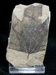 Partial Fossil Sycamore Leaf - Green River Formation #12089-1